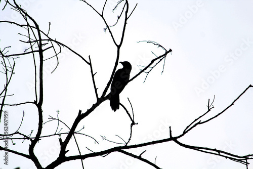 branches of a tree  black and white crow 