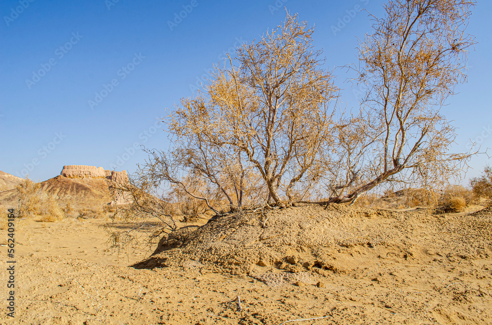 tree in the desert