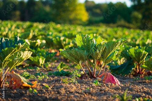 Fresh rhubarb growing in a field at sunrise. Concepts of organic farming, kitchen garden, sustainable vegetable gardening for self-sufficiency. Closeup, low-angle view.