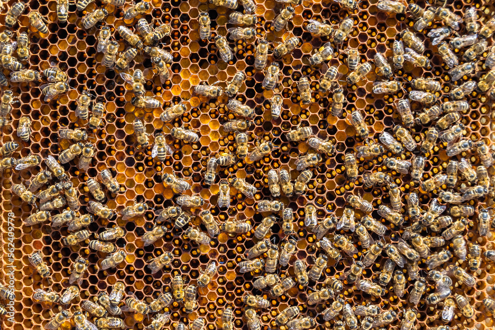 Abstract hexagon structure is honeycomb from bee hive filled Abstract hexagon structure is honeycomb from bee hive filled