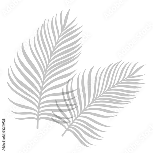 palm leaf shadow, illustration PNG