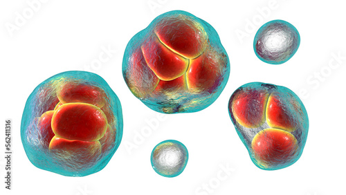 Prototheca wickerhamii algae, 3D illustration. Causes infection in human protothecosis seen as skin nodules photo