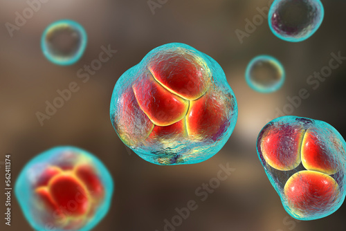 Prototheca wickerhamii algae, 3D illustration. Causes infection in human protothecosis seen as skin nodules photo
