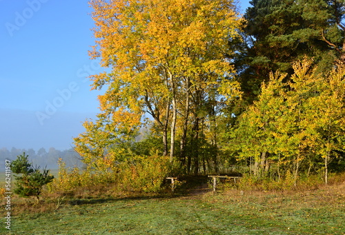 Landscape in Autumn in the Heath Lüneburger Heide, Schneverdingen, Lower Saxony