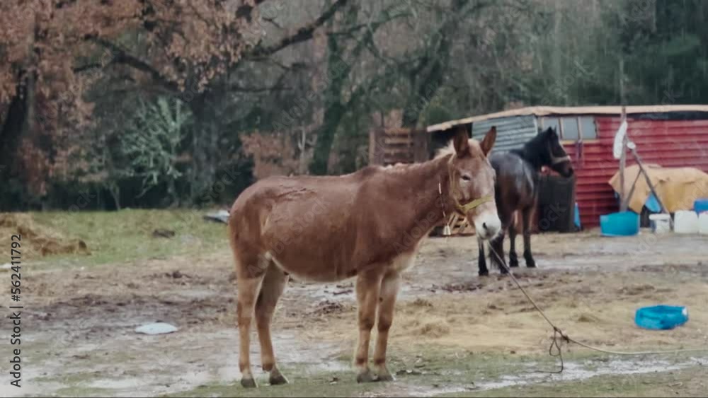 Mule In The Mountain, Rainy Autumn Day Mule In The Mountain, Rainy Autumn Day