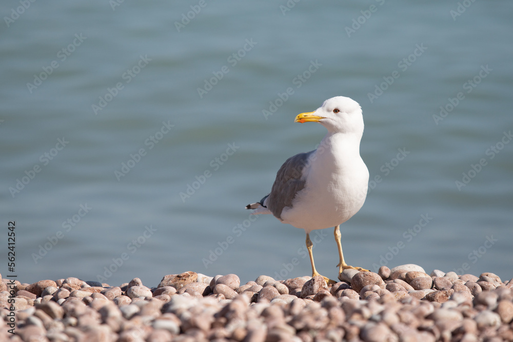 Seagull sits on the beach by the sea.