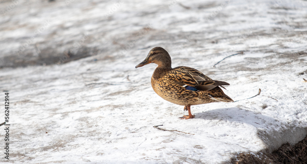 Wild ducks swim in the water, nature. Wild ducks swim in the water, nature.