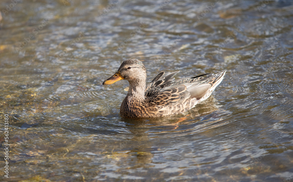 Wild ducks swim in the river, spring nature. Wild ducks swim in the river, spring nature.