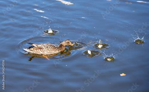 Wild duck swims in the water, nature.