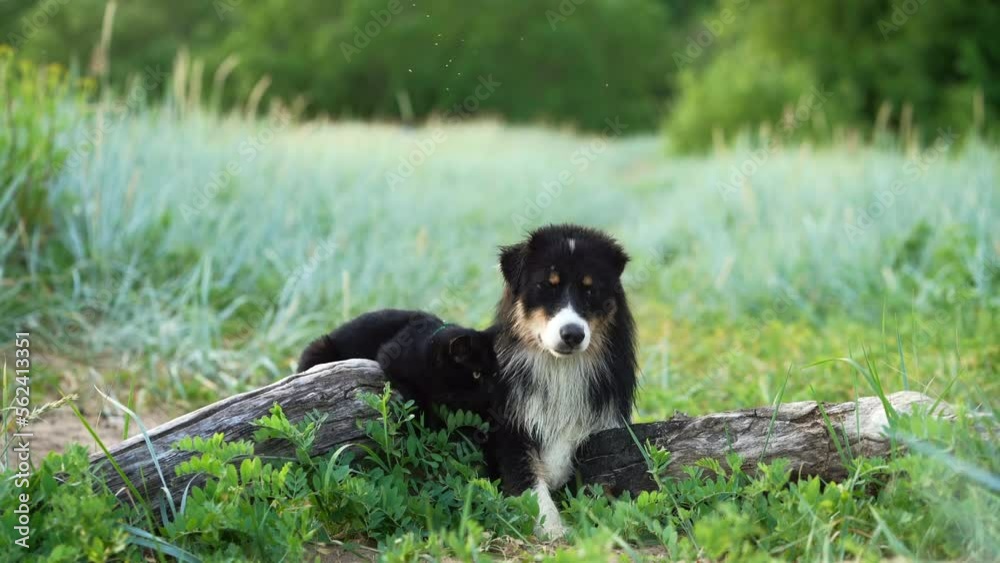 Dog and a black cat lie on a log and communicate. Tricolor Australian Shepherd in nature. Happy pets Dog and a black cat lie on a log and communicate. Tricolor Australian Shepherd in nature. Happy pets