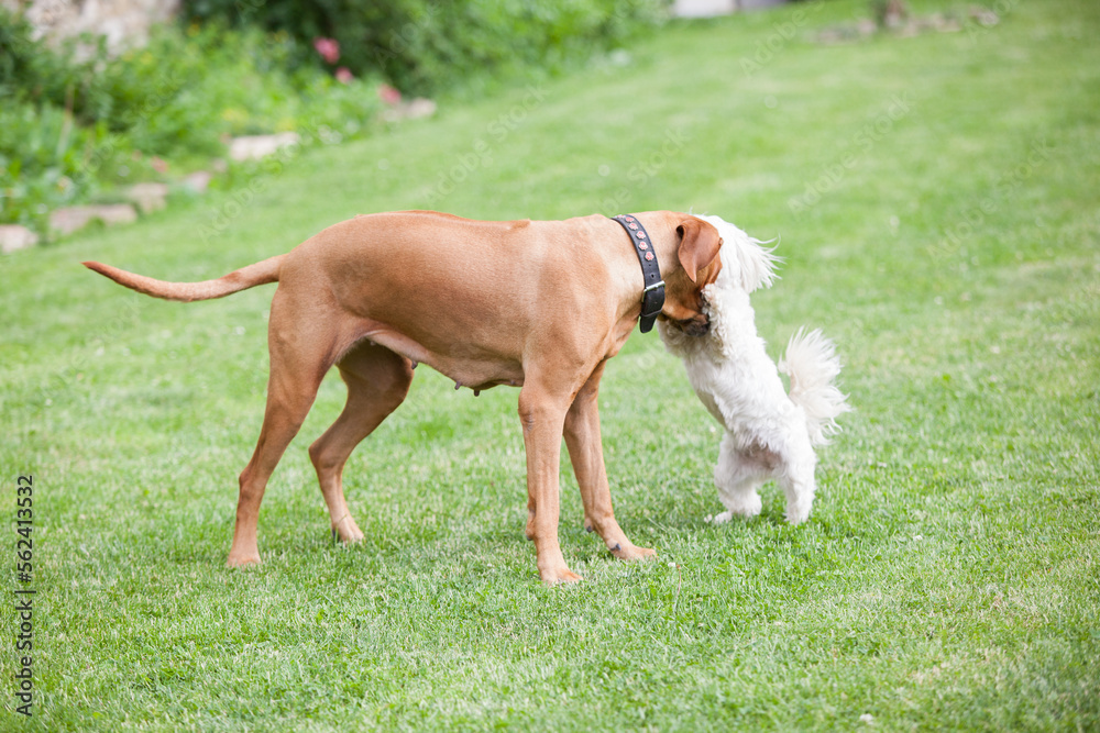 Rhodesian ridgeback with maltese dog Rhodesian ridgeback with maltese dog