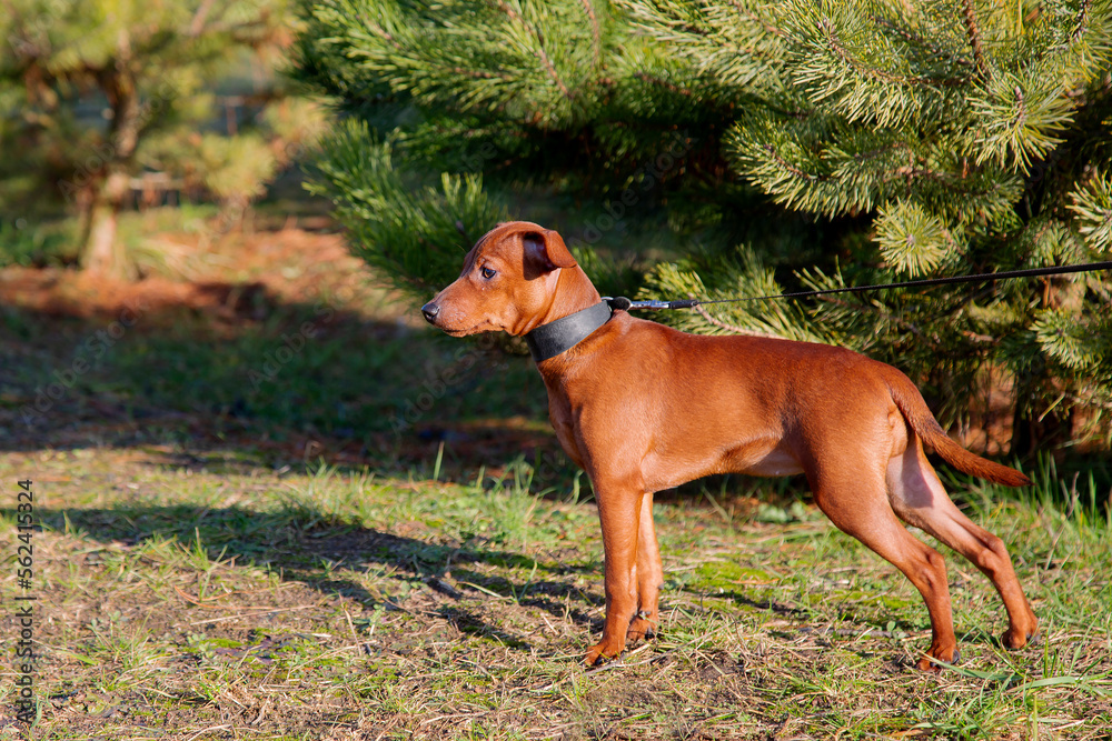 A puppy on the street on the grass against a pine background.