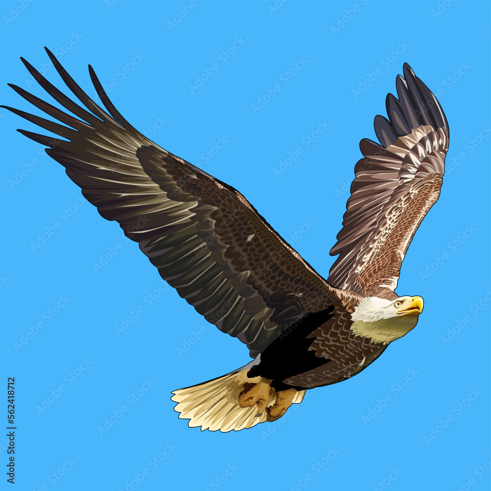 Fototapeta premium bald eagle flying freely in the sky
