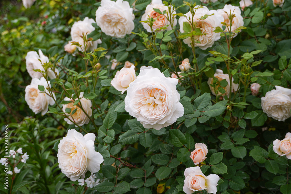 Fototapeta premium Blooming English rose Crocus Rose in the garden. David Austin roses.