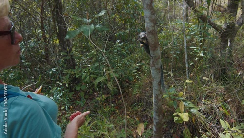 Elderly woman hiker feeds wild monkeys in the forest with banana from hands photo