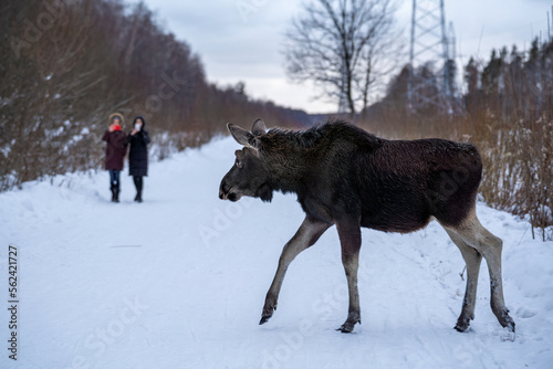 Crossing the snowing road elk calf in the forest in winter and blurred silhouettes women taking pictures of it by mobile phones as background