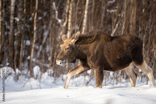 elk calf walks through deep snow illuminated by the sun in the forest in a clearing