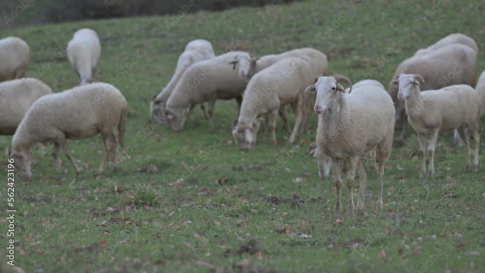 Pecore al pascolo Pecore al pascolo