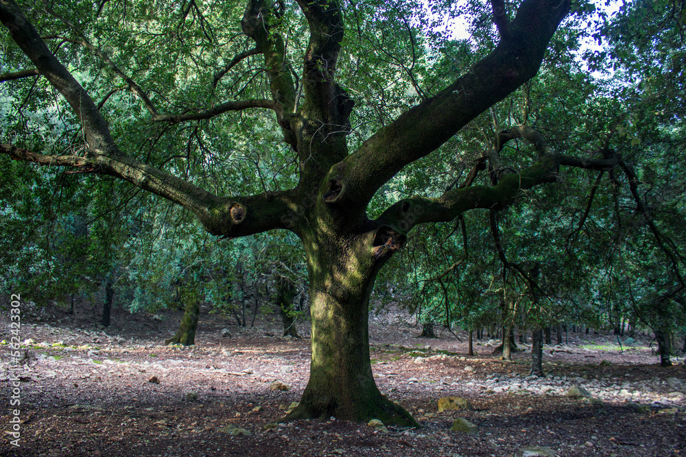 Obraz premium Árbol encina