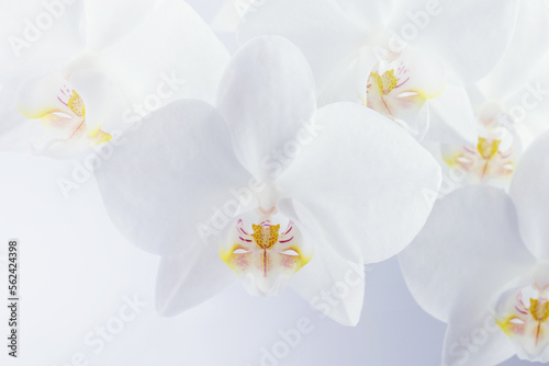 Fototapeta Naklejka Na Ścianę i Meble -  white orchid flowers on a light background, screen wallpaper, botanical background