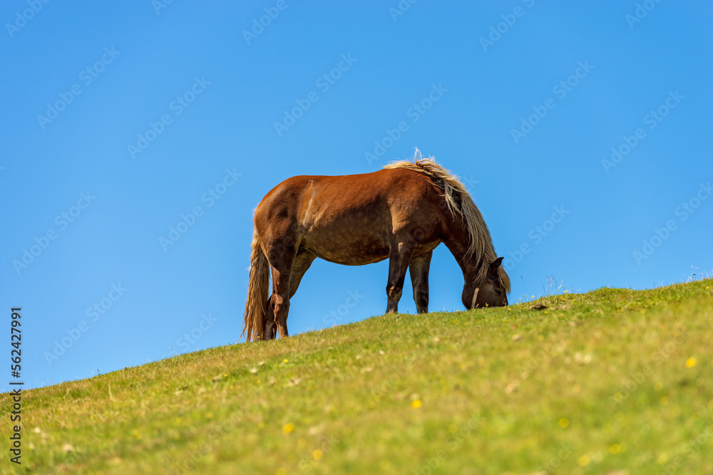 Obraz premium Brown horse in a mountain pasture against a clear blue sky, green meadow. Feistritz an der Gail municipality, Carinthia, Carnic Alps, Italy-Austria border, central Europe.