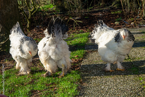 white chicken on the farm