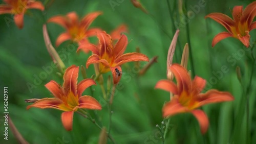 Orange Lily flowers fluttering on wind in summer day garden with a bee on petal, shallow depth of field