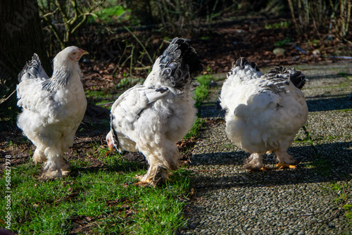 chickens on the farm