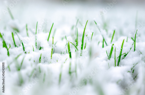 Fresh green grass under the fallen snow.Green grass grows under the snow.Low angle view,space for text,Hello spring,Goodbye winter concept.Snow that is melting on a green lawn. © TMC