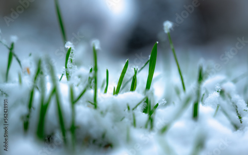 Fresh green grass under the fallen snow.Green grass grows under the snow.Low angle view,space for text,Hello spring,Goodbye winter concept.Snow that is melting on a green lawn.