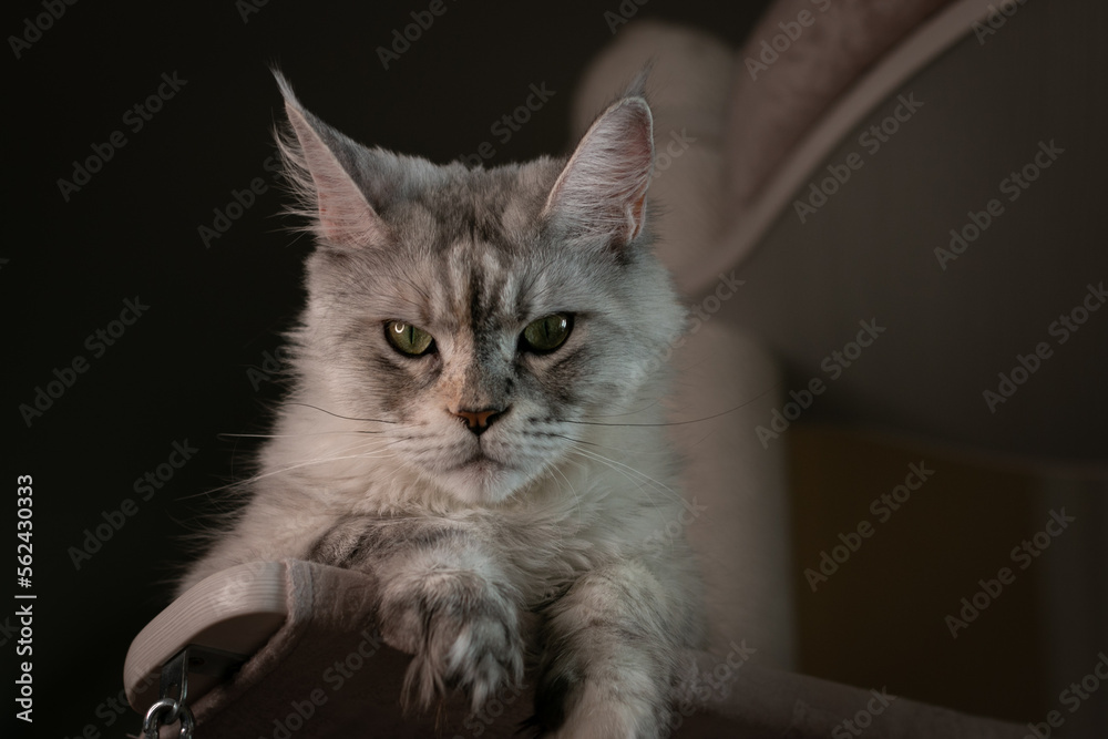 Portrait of a beautiful Maine Coon cat with green eyes. Close-up.