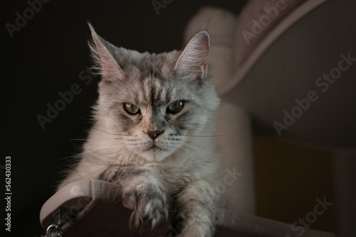Obraz na płótnie Portrait of a beautiful Maine Coon cat with green eyes. Close-up. w salonie