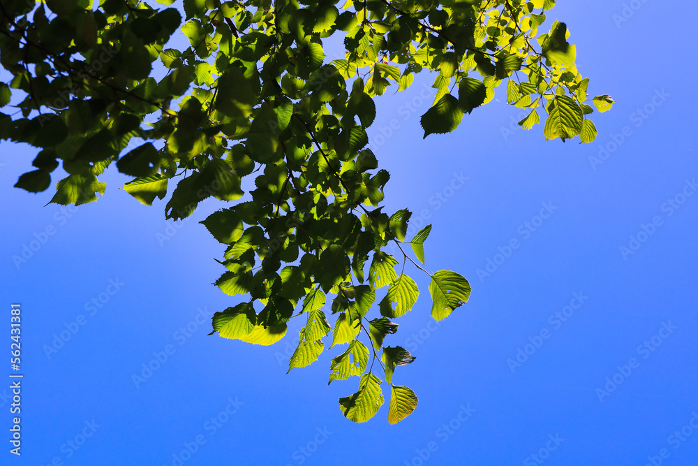 初夏の晴れた空と新緑　エコロジーイメージ