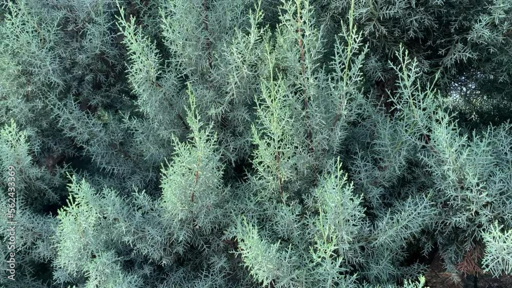 Blue cypress bush