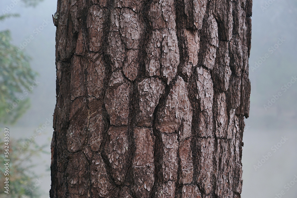 Fototapeta premium Close up Pine textures and patterns.