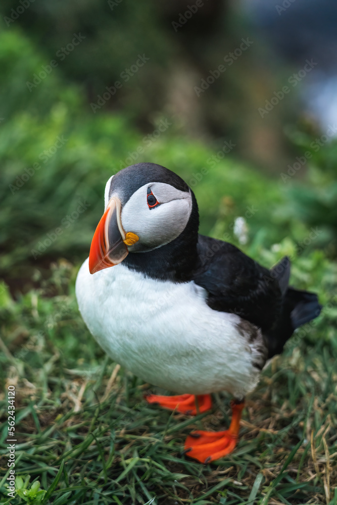 Adorable Atlantic Puffin bird living on the cliff of fjord by coastline in north atlantic ocean during summer at Borgarfjardarhofn, Iceland Adorable Atlantic Puffin bird living on the cliff of fjord by coastline in north atlantic ocean during summer at Borgarfjardarhofn, Iceland