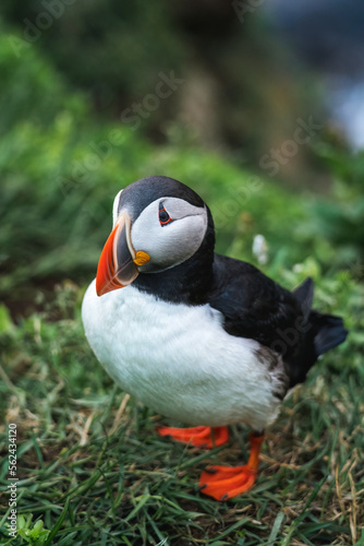 Adorable Atlantic Puffin bird living on the cliff of fjord by coastline in north atlantic ocean during summer at Borgarfjardarhofn  Iceland