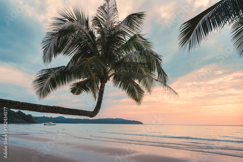 Beautiful palm tree on the beach in tropical sea on summer at the sunset