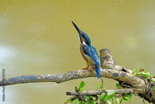 Common kingfisher