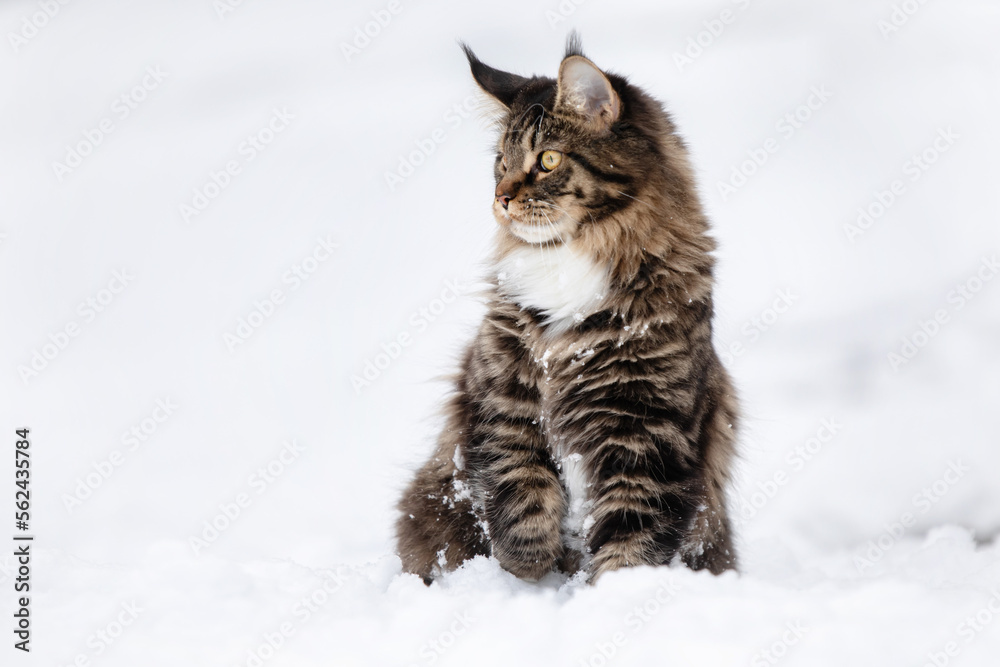 Main Coon Cat Winter wonderland Winter