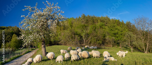 Schafe im Frühling bei Sipplingen am Bodensee