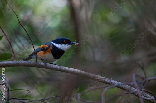 Cape batis (Batiscapensis) is one of the songbirds of Africa.