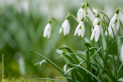 White snowdrops flower in sunny garden . Easter background. Selective focus. Spring concept.