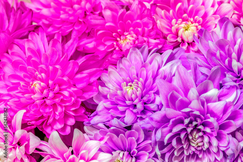 Background of beautiful pink chrysanthemum flowers. Selective focus.
