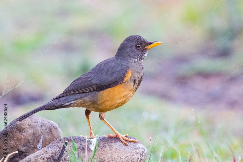 Olive thrush (Turdus olivaceus) is, in its range, one of the most common members of the thrush family. It is a bird of forest, but has locally adapted to parks and large gardens in suburban areas. Olive thrush (Turdus olivaceus) is, in its range, one of the most common members of the thrush family. It is a bird of forest, but has locally adapted to parks and large gardens in suburban areas.