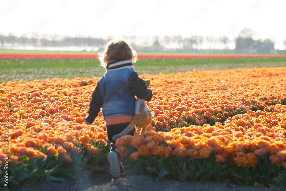 Fototapeta premium Happy child is running in red tulip field.
