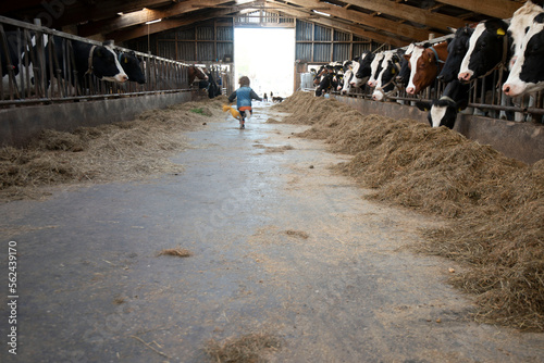 Child runs in cow shed, the Netherlands.