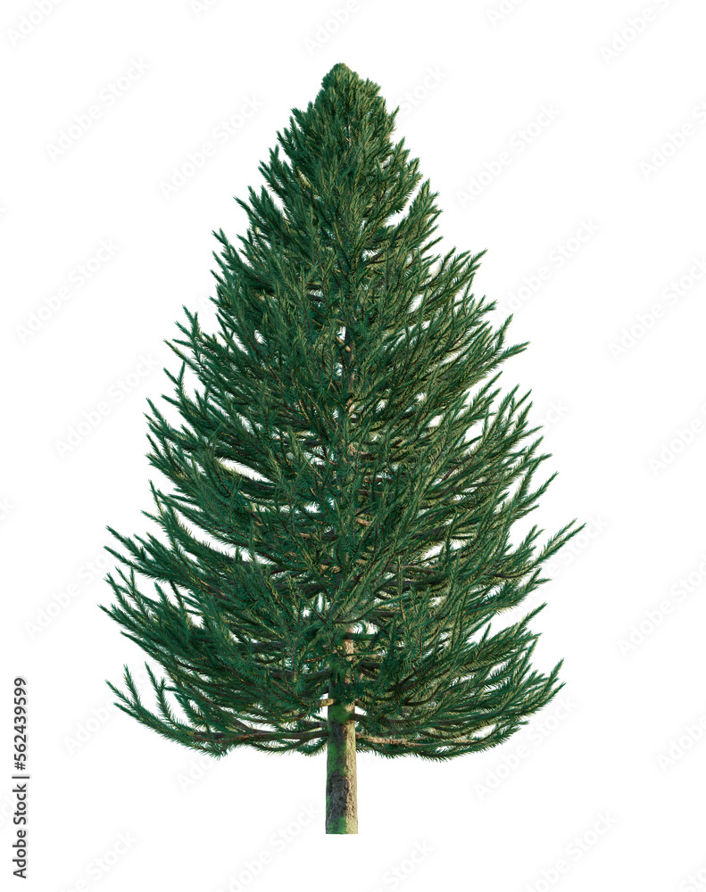 PNG illustration. Coniferous tree or Christmas tree on a transparent background. PNG illustration. Coniferous tree or Christmas tree on a transparent background.
