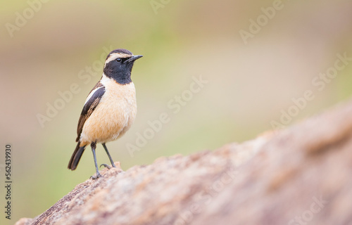 Buff-streaked chat (Campicoloides bifasciatus) is live in Africa. Lesotho is located in South Africa and Swaziland. The natural habitat is subtropical or tropical dry plain grasslands.