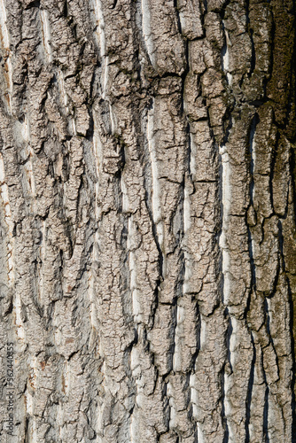 Fototapeta Naklejka Na Ścianę i Meble -  Candadian poplar tree bark detail